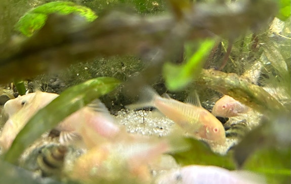 Product image 1 of 6