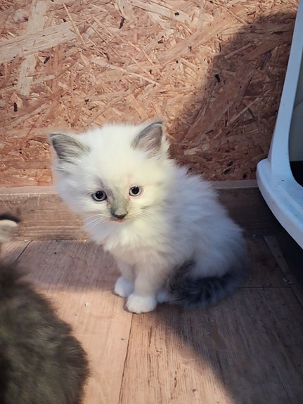 Product image 5 of 7