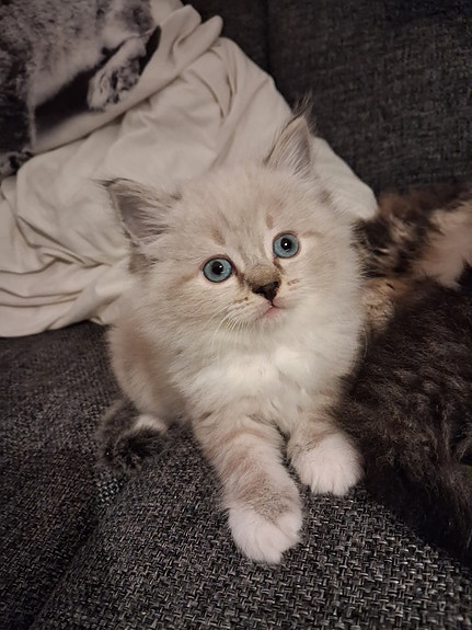 Product image 2 of 7