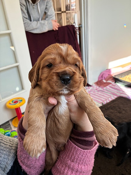 Product image 5 of 10