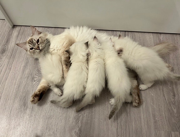 Product image 2 of 7