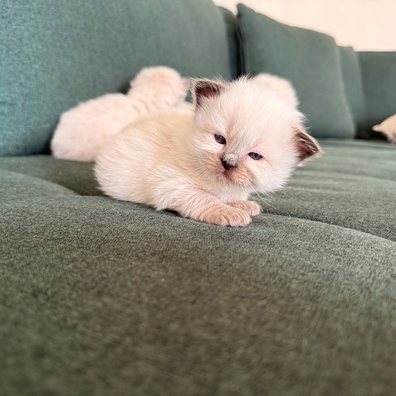 Product image 4 of 9