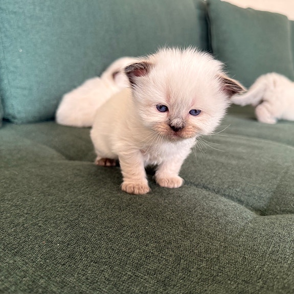 Product image 3 of 9