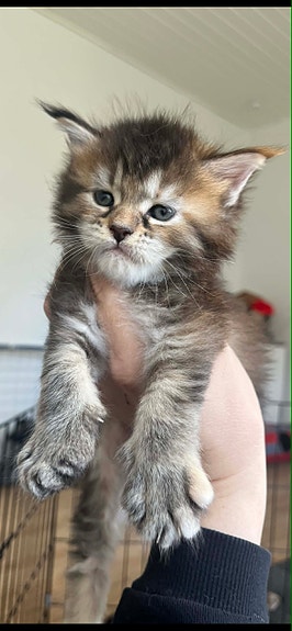 Product image 5 of 10