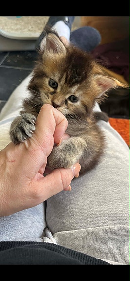 Product image 8 of 10