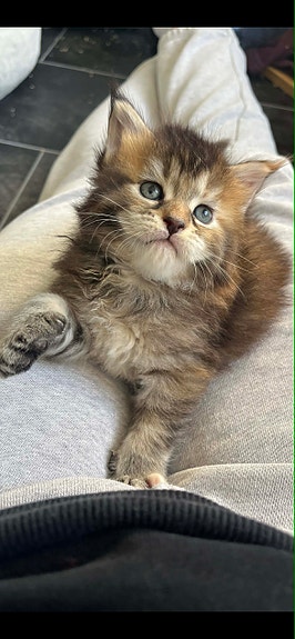 Product image 9 of 10