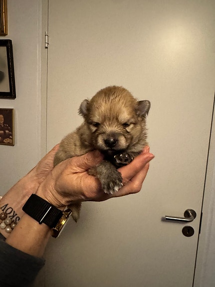 Product image 4 of 9