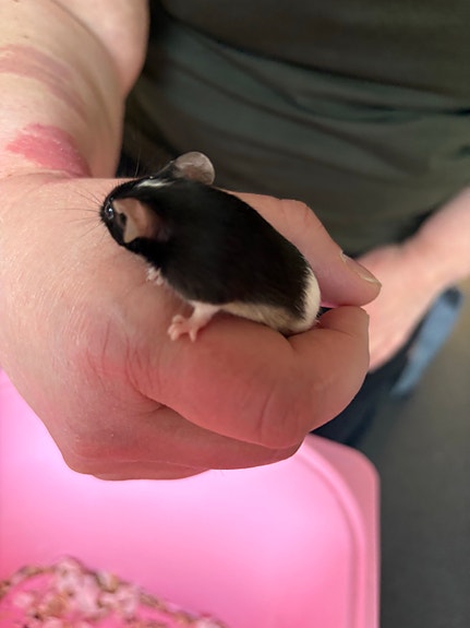 Product image 7 of 10