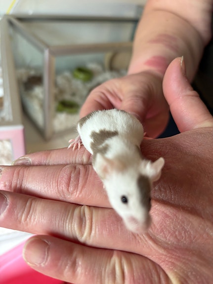 Product image 3 of 10