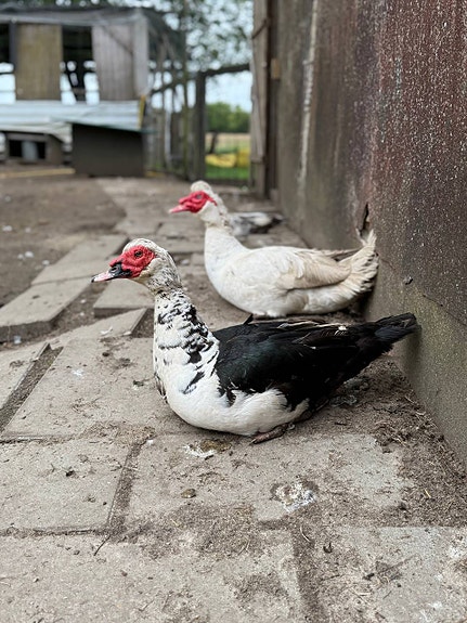 Product image 1 of 6