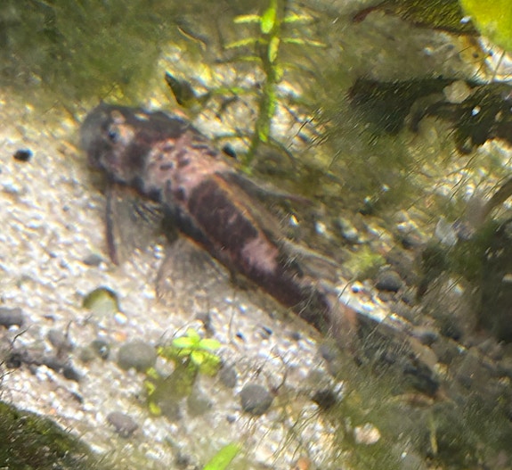 Product image 1 of 7