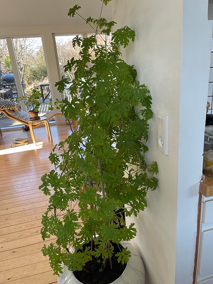 Product image 1 of 7