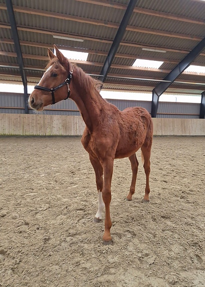 Product image 1 of 6