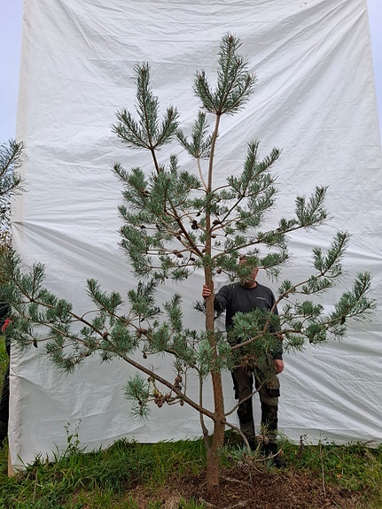 Product image 1 of 10