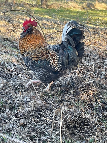 Product image 1 of 5