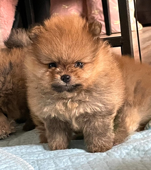 Product image 1 of 10