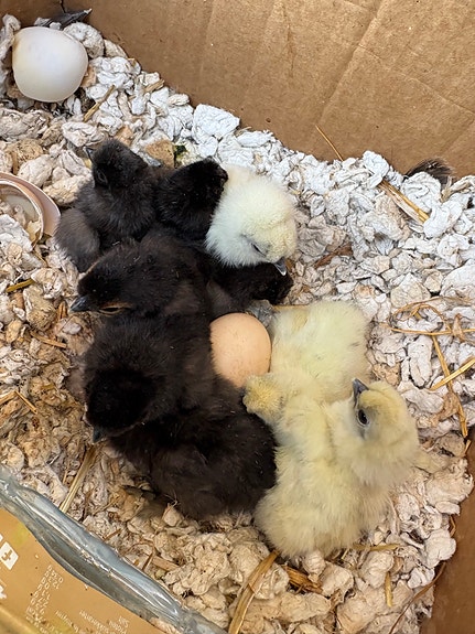 Product image 1 of 3