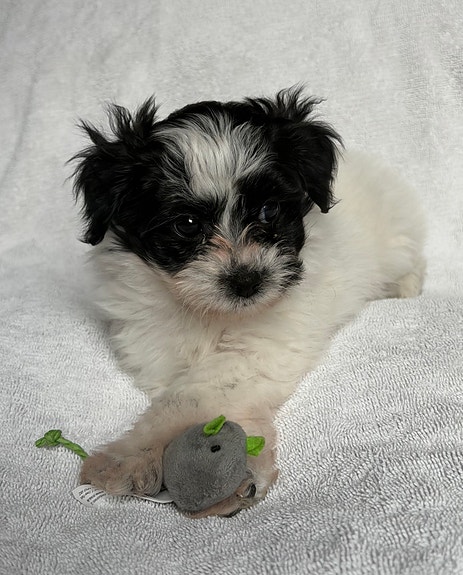 Product image 4 of 7