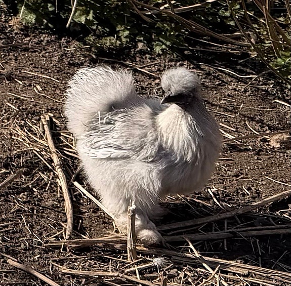 Product image 1 of 5