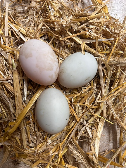 Product image 1 of 10