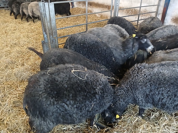 Product image 1 of 6