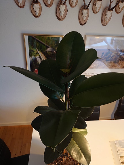 Product image 1 of 4