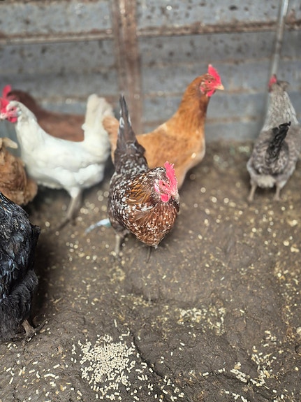 Product image 1 of 4