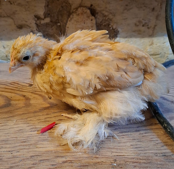 Product image 1 of 8