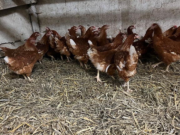 Product image 1 of 3