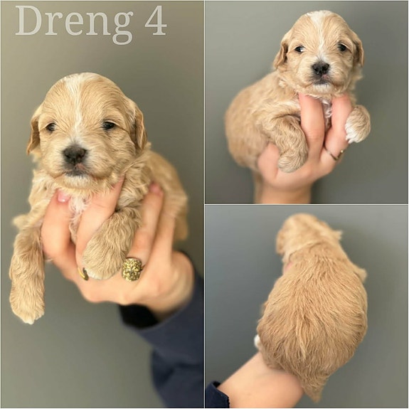 Product image 4 of 9