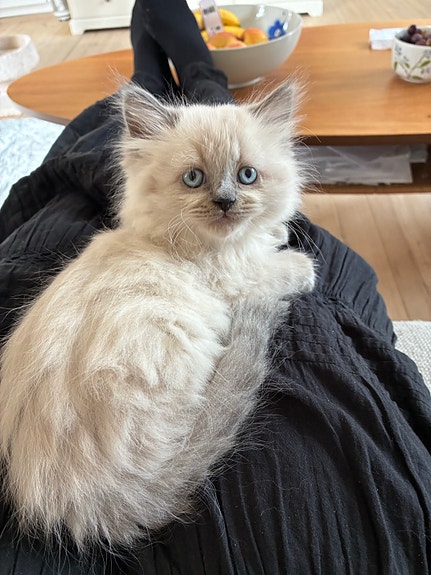 Product image 7 of 10