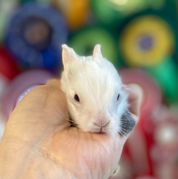 Product image 6 of 9