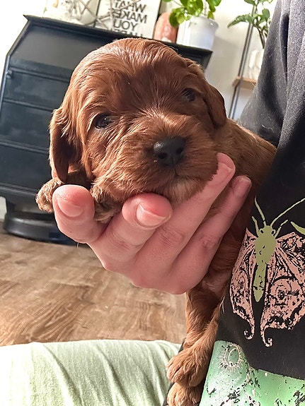 Product image 5 of 10