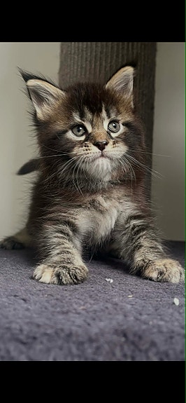 Product image 7 of 9