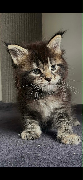 Product image 6 of 9