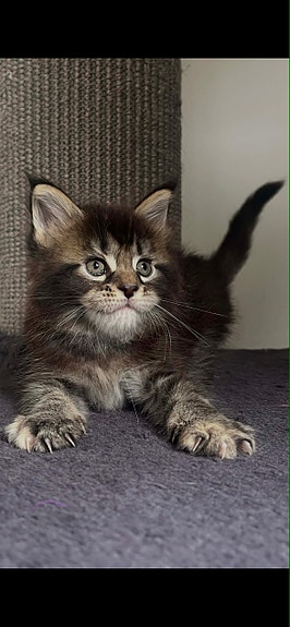 Product image 5 of 9