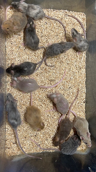 Product image 2 of 10