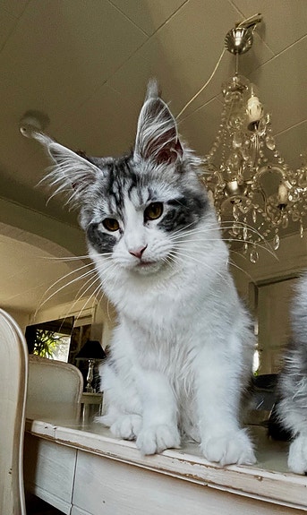 Product image 6 of 8