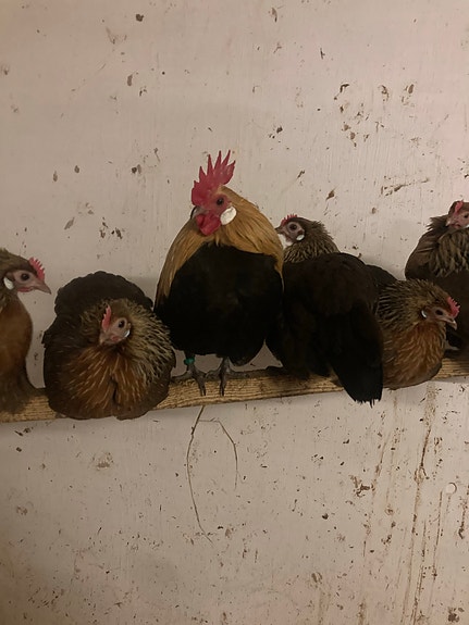 Product image 7 of 7