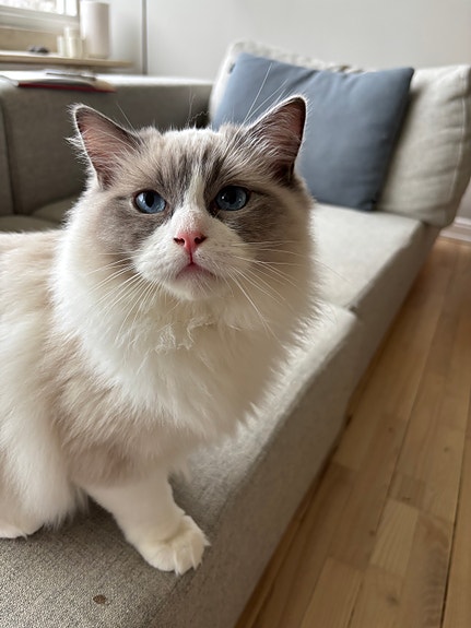 Product image 5 of 7