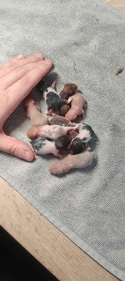 Product image 3 of 10