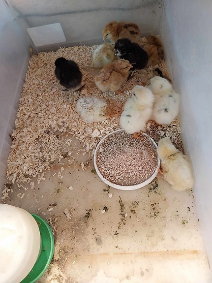 Product image 7 of 10