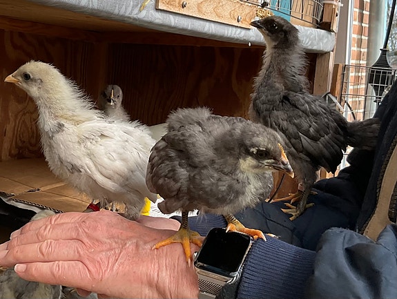 Product image 6 of 10