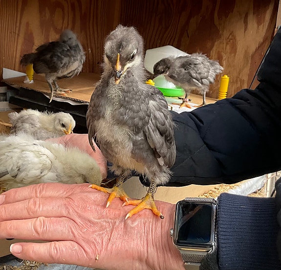 Product image 5 of 10