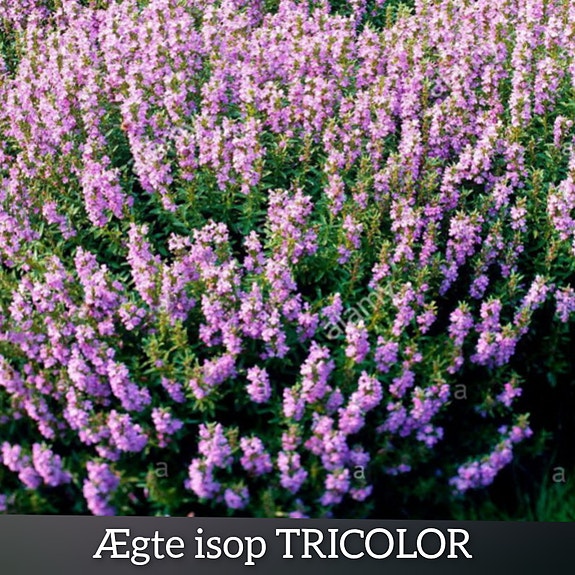 Product image 62 of 82