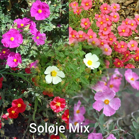Product image 39 of 82