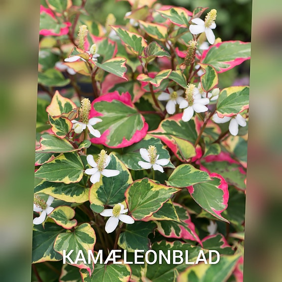 Product image 60 of 76