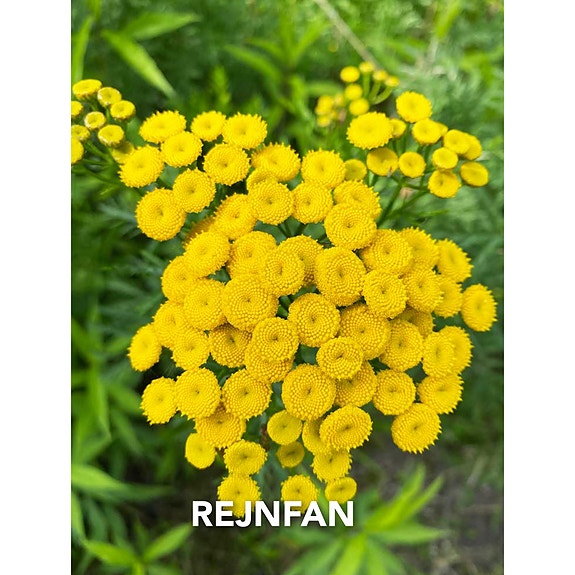 Product image 29 of 76