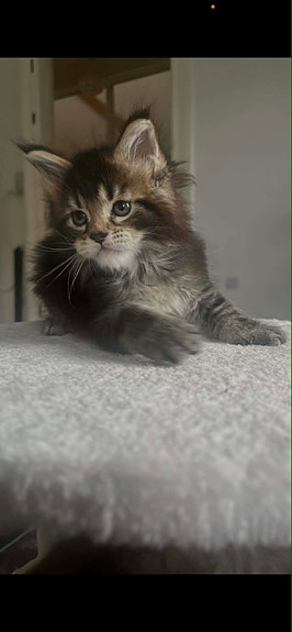 Product image 5 of 7