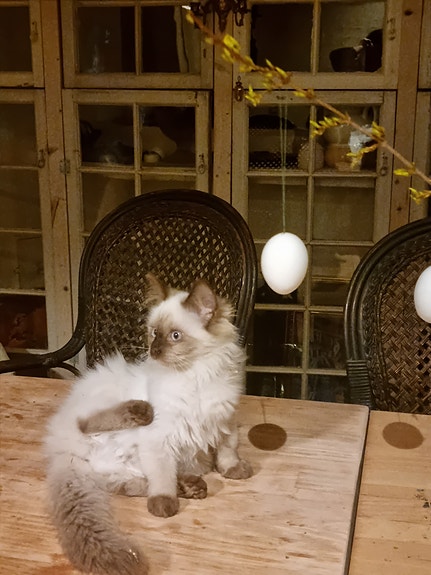 Product image 3 of 9